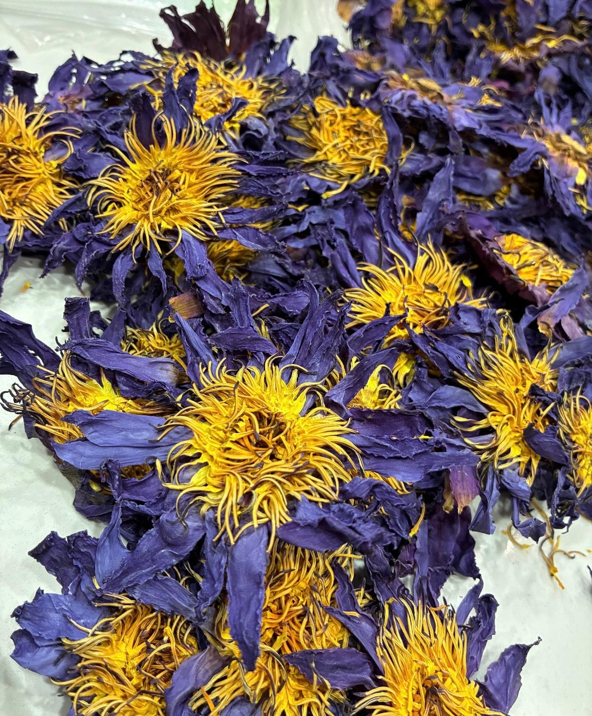 Blue Lotus